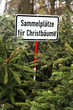 Foto: Sammelplatz für Christbäume Sammelplatz für Christbäume