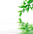 The bamboo branches touching the water