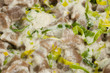 Foto: gmacro di gnocchetti golosi gmacro di gnocchetti golosi