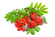 A branch of rowanberries isolated on white background