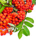 A branch of rowanberries isolated on white background