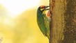 Copper Barbet
