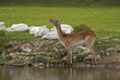 Lechwe