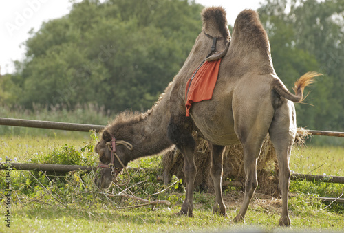Photo: Bactrian camel Bactrian camel