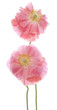 Poppy
