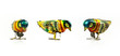 clockwork birds