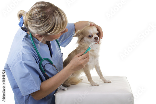 Photo: Weiblicher Tierarzt gibt einem Hund Medizin ins Maul Weiblicher Tierarzt gibt einem Hund Medizin ins Maul