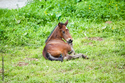 Photo: foal lying in the grass foal lying in the grass