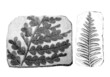 Prehistory : Fossil Plants (Carboniferus)