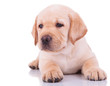 white labrador retriever puppy dog
