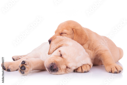 Photo: two adorable labrador retriever puppy dogs sleeping two adorable labrador retriever puppy dogs sleeping