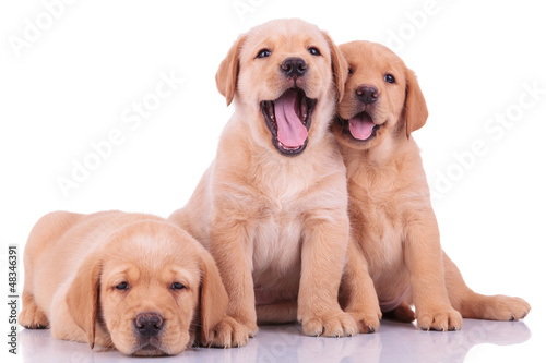 Photo: three labrador retriever puppy dogs three labrador retriever puppy dogs