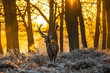 Red deer in morning sun