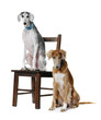 Two Saluki dog on a white background