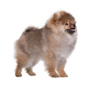 Happy Puppy Spitz, is on a white background