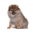 Happy Pomeranian puppy sitting on a white background