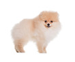 Happy Puppy Spitz, is on a white background