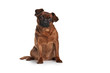 Brabant surprised dog sitting on a white background