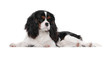 Young dog spaniel, one year, is on a white background