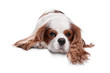 Sad spaniel dog, 3 years old, lying on a white background