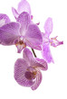 Orchid