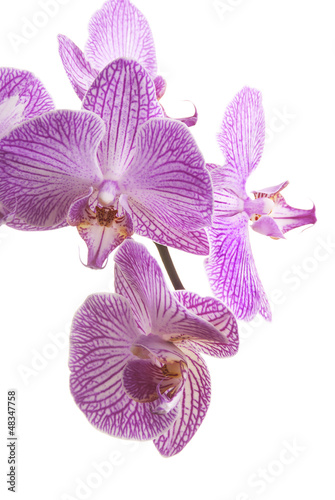 Photo: Orchid Orchid