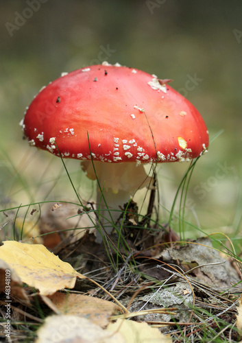 Photo: Fly agaric Fly agaric