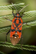 firebug, Pyrrhocoris apterus