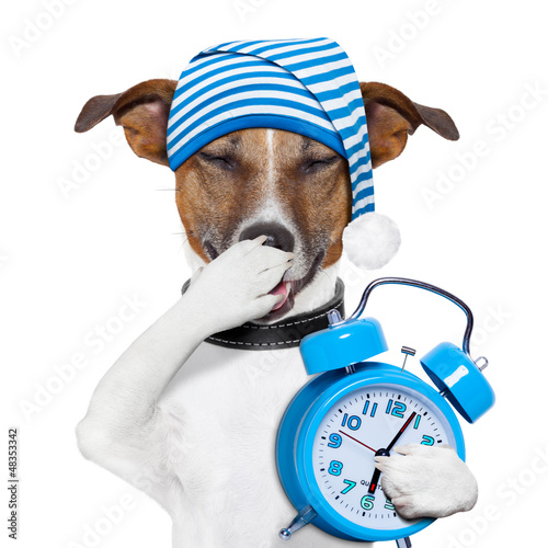 Photo: sleepyhead dog tired sleepyhead dog tired