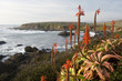 Cambria coast, California