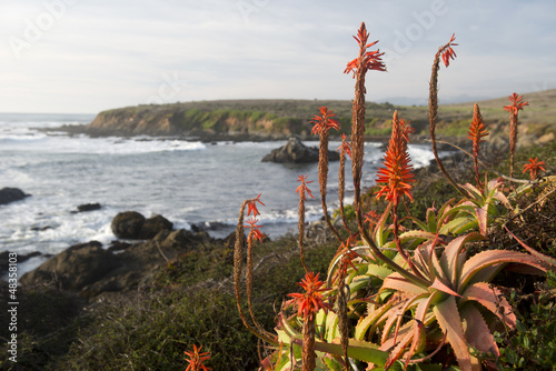 Photo: Cambria coast, California Cambria coast, California