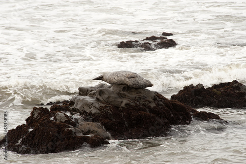Photo: Cambria coast, California Cambria coast, California