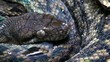 amethystine python side close