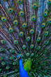 Peacock with feathers displayed