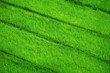 Foto: Rice fields. View from above Rice fields. View from above
