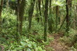 footpath across rain forest in Coromandel