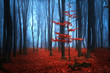 Autumnal foggy forest