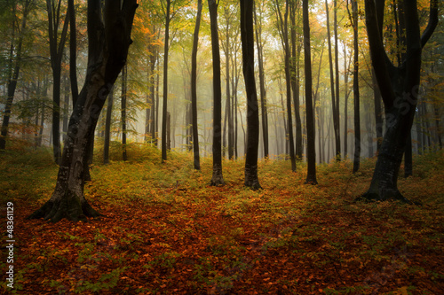 Photo: Autumnal foggy forest Autumnal foggy forest