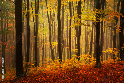 Photo: Autumnal foggy forest Autumnal foggy forest