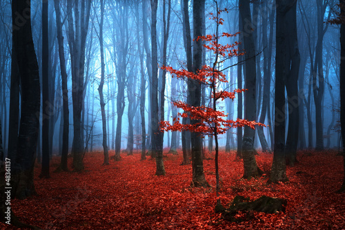 Photo: Autumnal foggy forest Autumnal foggy forest