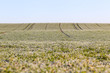 Photo: Wheat field. Wheat field.
