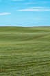 Photo: Wheat field. Wheat field.