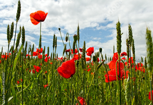 Photo: Poppies on the field. Poppies on the field.