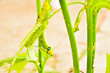 Caterpillars eat leaves.