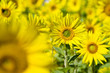 Sonnenblumen 6