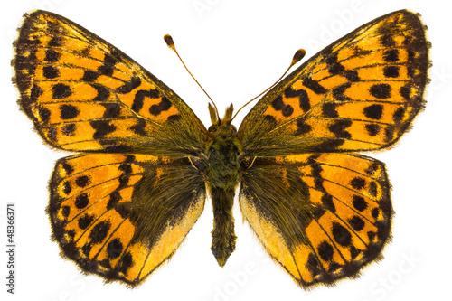 Photo: Boloria aquilonaris (Cranberry Fritillary) Boloria aquilonaris (Cranberry Fritillary)