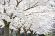 Kirschblüten 5
