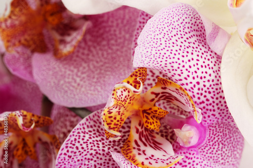 Photo: beautiful orchids, close up beautiful orchids, close up