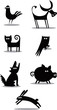 Funny animals
