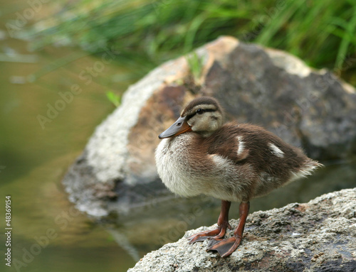 Photo: Mallard Duckling Getting Dry Mallard Duckling Getting Dry